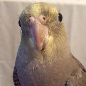 Meet your Posher, Joe